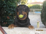 franjozgd