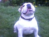 bandzi