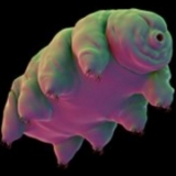 Tardigrada