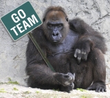 gorillathearchitect