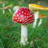 AmanitaMuscaria