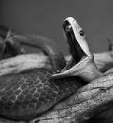 Black Mamba
