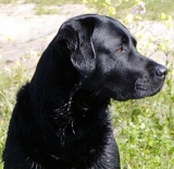 Schwimmy