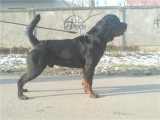 Rakija91