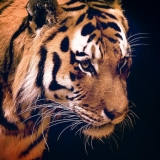 tigar119