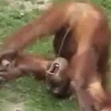 ridji_orangutan