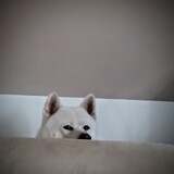 Kotar