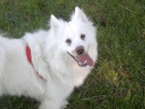 mastef