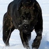 Cane Corso