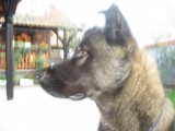 kobraBG