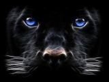 edow