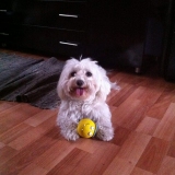TEDDYBOY
