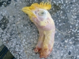 jelenabr