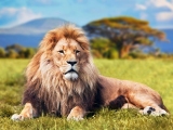 kingbet1
