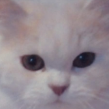 Eye Of Tiger