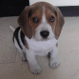 Lun