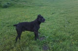 canecorsowiner