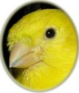 sturcla