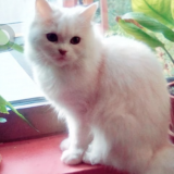 Buzdi
