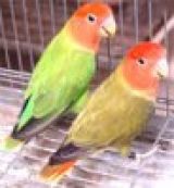 agapornis