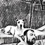 DESPOT026