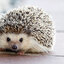 hedgehog