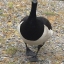 piki77