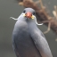 zexkox