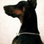 Dantedoberman