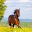 Hot horse