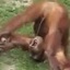 ridji_orangutan