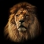 King Bucker