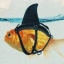pinudija