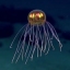 meduza