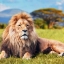 kingbet1