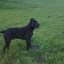 canecorsowiner