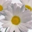 jass100