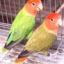 agapornis